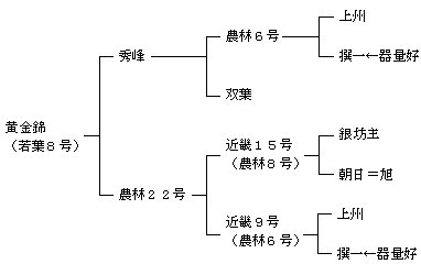 黄金錦の来歴