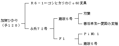 加賀ひかりの来歴