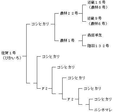 佐賀１号（ぴかいち）の来歴