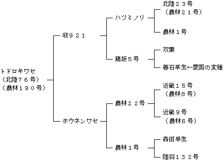 トドロキワセの来歴