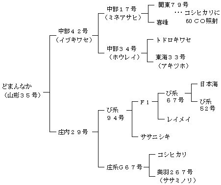 どまんなかの来歴