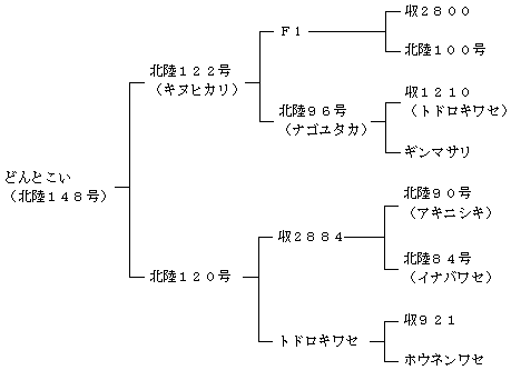 どんとこいの来歴