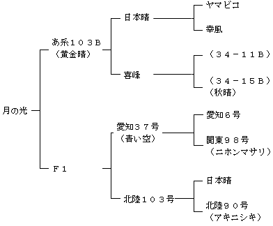 月の光の来歴