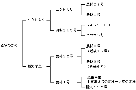 能登ひかりの来歴