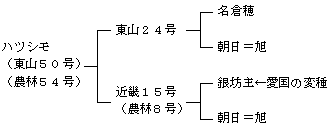 ハツシモの来歴