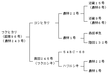 フクヒカリの来歴