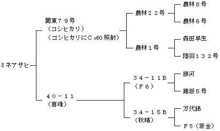 ミネアサヒの来歴