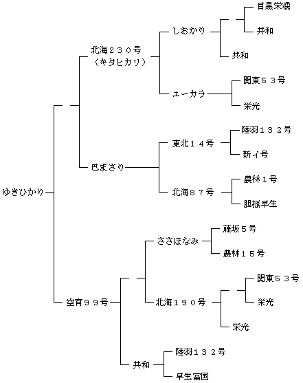 ゆきひかりの来歴