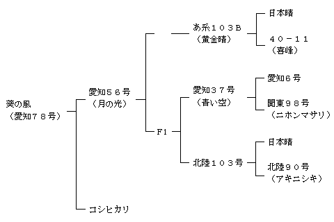 葵の風の来歴