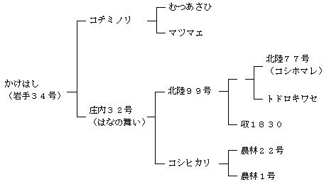 かけはしの来歴