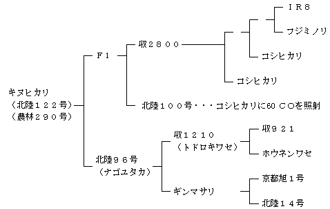 キヌヒカリの来歴