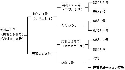 キヨニシキの来歴